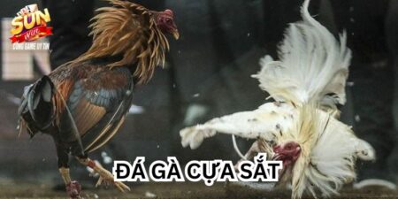 Đá Gà Cựa Sắt - Thỏa Mãn Đam Mê Tại Cổng Game Sunwin