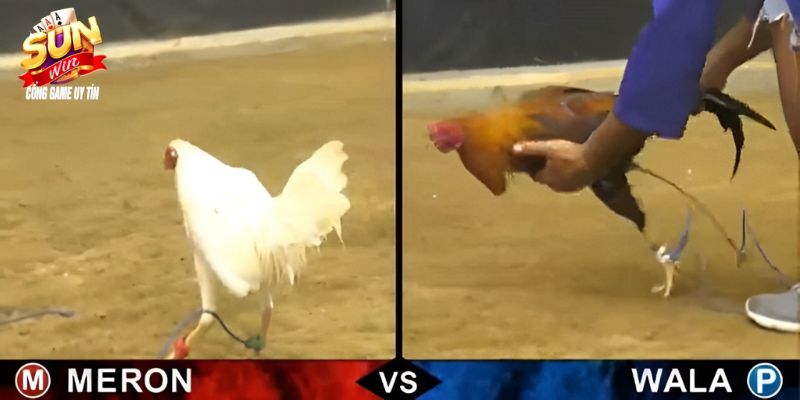 Các kèo cược cho chiến kê cựa sắt luôn có tỷ lệ ăn cực cao