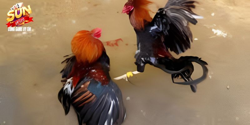 Diễn biến trận đấu và cách đặt cược đá gà cựa sắt  