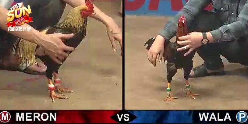 Cổng game hỗ trợ theo dõi, đặt cược các trận đấu đá gà cựa sắt kịch tính