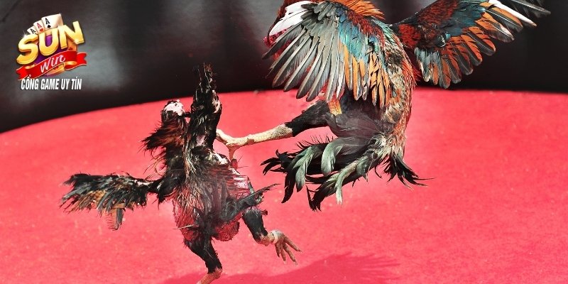 Đá gà Sunwin phát triển hơn khi kết hợp trường gà Thomo Đá gà Sunwin phát triển hơn khi kết hợp trường gà Thomo